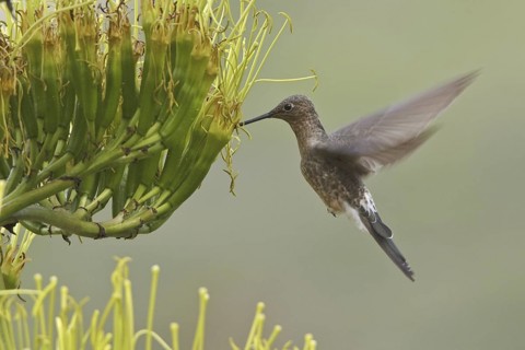 Giant Hummingbird (Patagona gigas), Ecuador
