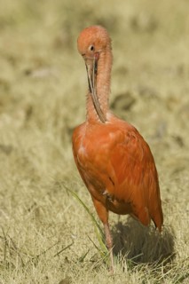Scarlet Ibis (Eudocimus ruber), New Mexico, USA