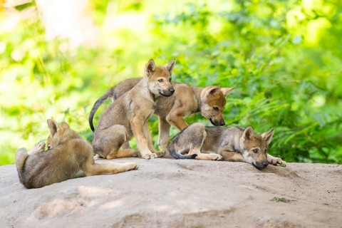 Eurasian wolf (Canis lupus lupus) cubs (youngster) on a little sand hill in the forest, Hesse,