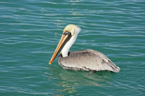 Brown pelican (Pelecanus occidentalis) swimming in turquoise water, lake, sea, Lower Matecumbe Key,