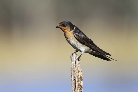 Welcome Swallow (Hirundo neoxena), Victoria, Australia
