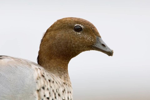 Maned Duck (Chenonetta jubata) male, Victoria, Australia