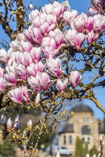 Magnolia blossom in the Moorish Garden at Wilhelma. Magnolias (Magnolia) are in bloom in the