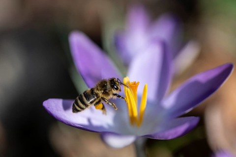 Honey bee (Apis mellifera) on elfin crocus (Crocus tommasinianus), Emsland, Lower Saxony, Germany