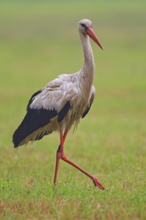 White Stork (Ciconia ciconia) male, North Rhine-Westphalia, Germany