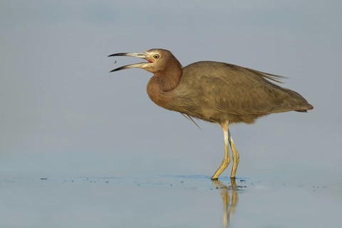 Little Blue Heron (Egretta caerulea), Florida, USA