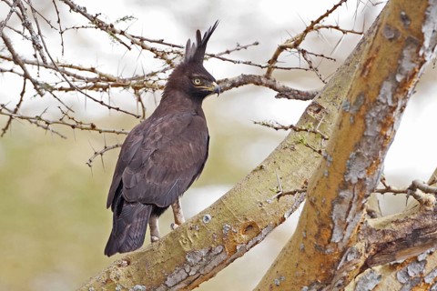 Long Crested Eagle, Lophaetus occipitalis