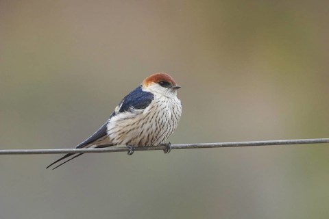 Greater Striped Swallow (Cecropis cucullata), Western Cape, South Africa