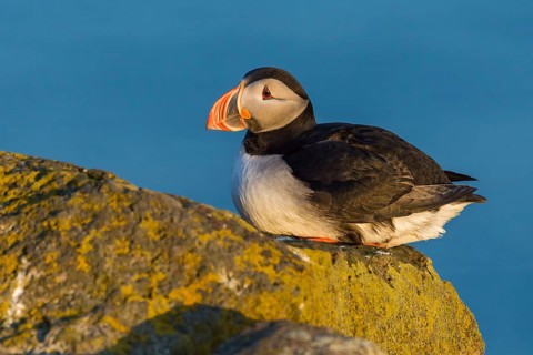 Atlantic Puffin (Fratercula arctica) on cliff, Iceland