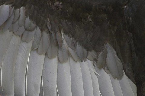 Turkey Vulture (Cathartes aura), Alberta, Canada