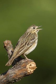 Tree Pipit (Anthus trivialis) singing, Baden-Wuerttemberg, Germany
