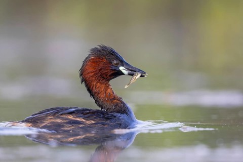 Little Grebe (Tachybaptus ruficollis) with fish prey in its beak, North Rhine-Westphalia, Germany