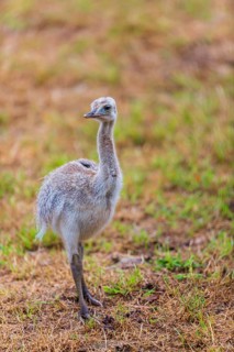 One greater rhea chick, Rhea americana, stands on a dry meadow