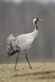 Common Crane (Grus grus), Mecklenburg-Western Pomerania, Germany