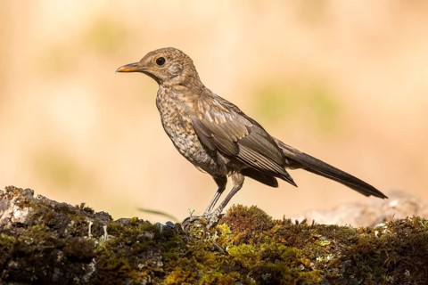 Common Blackbird (Turdus merula) juvenile, Andalusia, Spain