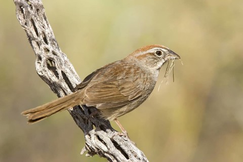 Rufous-crowned Sparrow Aimophila ruficeps Guadalupe Mountain National Park, Texas, United States 10