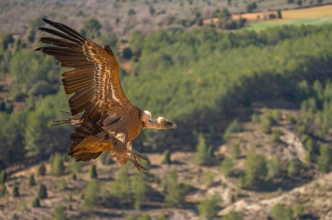 A Griffon Vulture with wings spread wide, soaring gracefully over a lush, green landscape. The