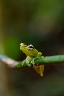 Glass frog (Centrolenidae) sitting on a stem, Heredia province, Costa Rica