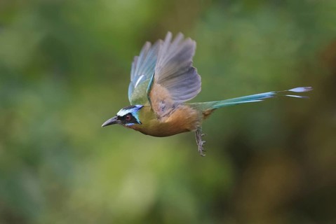 Trinidad Motmot (Momotus bahamensis) flying, Trinidad and Tobago