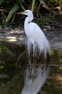 Great Egret (Ardea alba), adult, breeding plumage, decorative feathers, on the water, St.
