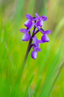 A stunning close-up of the purple Anacamptis champagneuxii orchid, flourishing amid vibrant green