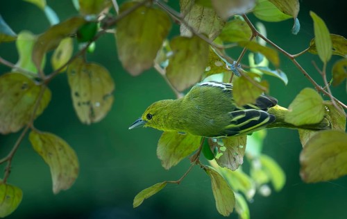 Common Iora (Aegithina tiphia) on a tree branch in Sreepur, Bangladesh