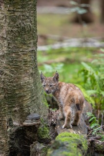 One young (10 weeks old) male Eurasian lynx, (Lynx lynx), crossing a creek, using a fallen tree as