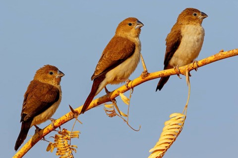 African silverbill, silver beak, silver pheasant, trusting bird, ornamental bird in Europe, family