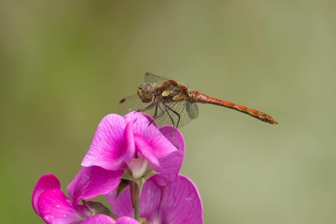 Common darter dragonfly (Sympetrum striolatum) adult male insect on a garden Sweetpea flower in
