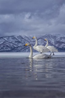 Whooper Swan (Cygnus cygnus) group, Hokkaido, Japan