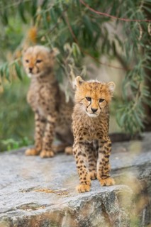 Cheetah (Acinonyx jubatus) youngsters sitting on a rock, captive, occurrence Africa