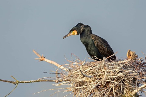 Great Cormorant (Phalacrocorax carbo), Saxony-Anhalt, Germany