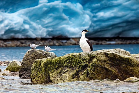 Birds on a rock by the sea against an icy backdrop. Feeling of peace and seclusion, cormorant and