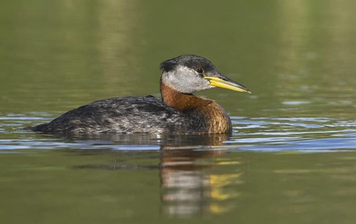 Red-necked Grebe (Podiceps grisegena), Alberta, Canada
