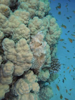 A well camouflaged fringed scorpionfish (Scorpaenopsis oxycephala) among bright corals, surrounded
