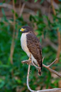 Roadside hawk (Buteo magnirostris) Pantanal Brazil