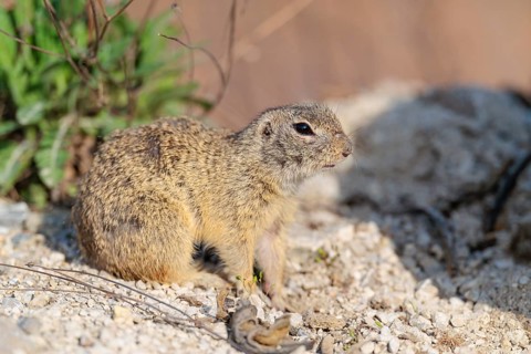 An adult European ground squirrel (Spermophilus citellus) sits on a sunny day in rocky terrain.