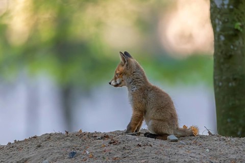After half an hour, the red fox cubs (Vulpes vulpes) slowly calm down and often cuddle up together