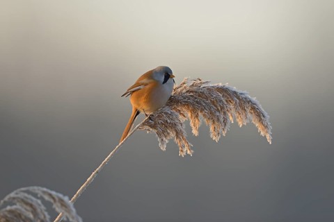 Bearded Reedling (Panurus biarmicus) male perched on reed, Netherlands
