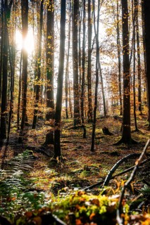 Autumnal forest with sunlight shining through the treetops and creating shadow plays, tree planting