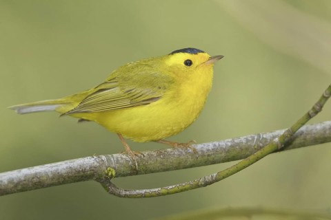 Wilson's Warbler (Cardellina pusilla) male, British Columbia, Canada