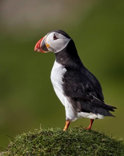 Atlantic Puffin (Fratercula arctica) perched on cliff, Mykines, Faroe Islands