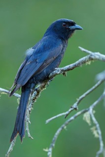 Mourning drongo, (Dicrurus adsimilis), animals, birds, drongo family, Ithala Game Reserve,