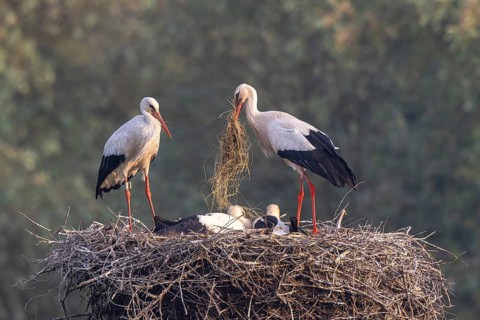 White Stork (Ciconia ciconia) adults with juveniles in nest, Netherlands