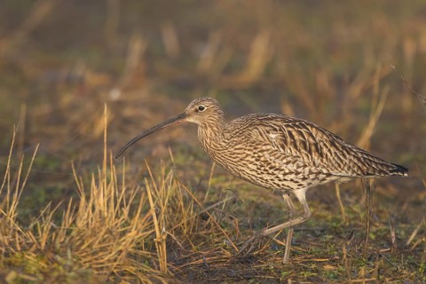 Eurasian Curlew (Numenius arquata) foraging, North Rhine-Westpalia, Germany