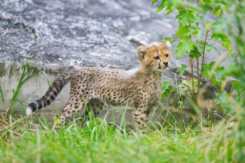 Cheetah (Acinonyx jubatus) youngster standing on a meadow, captive, occurrence Africa