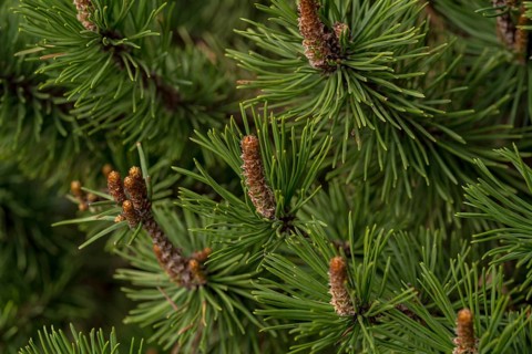 Close-up of a European pine branch showcasing its vibrant green needles and developing cones. A