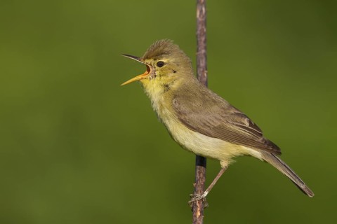 Melodious Warbler (Hippolais polyglotta) male singing, Rhineland-Palatinate, Germany