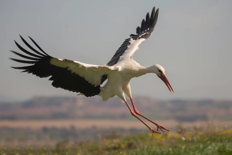 White Stork (Ciconia ciconia) landing, Spain