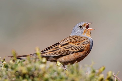 Cretzschmar's Bunting (Emberiza caesia) male singing, Lesvos, Greece